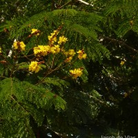 Peltophorum pterocarpum (DC.) Backer ex K.Heyne